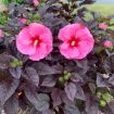 Picture of Hibiscus 'Edge of Night' SUMMERIFIC® Collection