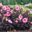 Picture of Hibiscus 'Edge of Night' SUMMERIFIC® Collection