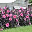 Picture of Hibiscus 'Edge of Night' SUMMERIFIC® Collection