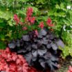 Picture of Heuchera ‘Black Forest Cake’