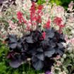 Picture of Heuchera ‘Black Forest Cake’