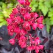 Picture of Heuchera ‘Black Forest Cake’