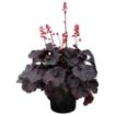 Picture of Heuchera ‘Black Forest Cake’