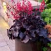 Picture of Heuchera ‘Black Forest Cake’