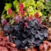 Picture of Heuchera ‘Black Forest Cake’