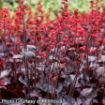 Picture of Heuchera ‘Black Forest Cake’