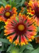 Picture of Gaillardia 'Spintop Copper Sun'