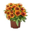 Picture of Gaillardia 'Spintop Copper Sun'