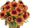 Picture of Gaillardia 'Spintop Copper Sun'