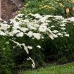 Picture of Achillea 'Diamond' Firefly Collection