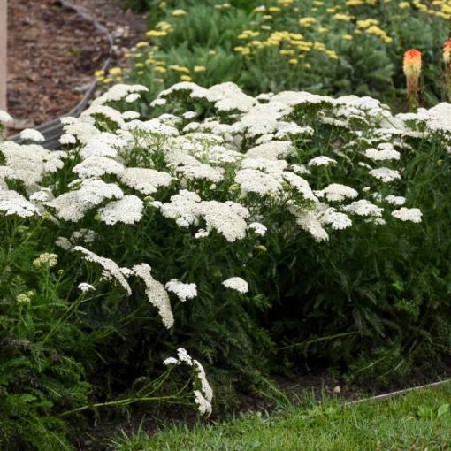 Picture of Achillea 'Diamond' Firefly Collection