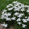 Picture of Achillea 'Diamond' Firefly Collection