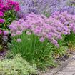 Picture of Allium 'Serendipity'