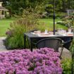 Picture of Allium 'Serendipity'