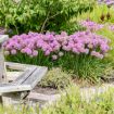 Picture of Allium 'Serendipity'
