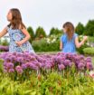Picture of Allium 'Serendipity'