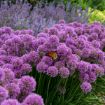 Picture of Allium 'Serendipity'
