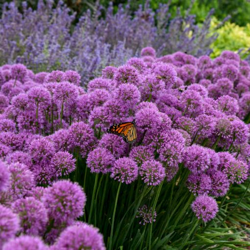 Picture of Allium 'Serendipity'