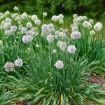 Picture of Allium 'Bobblehead' PPAF 