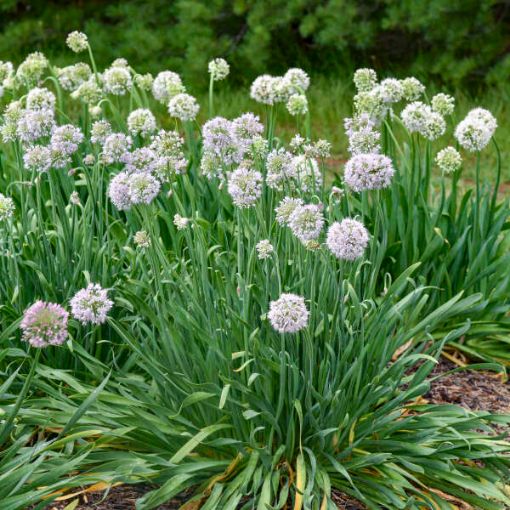 Picture of Allium 'Bobblehead' PPAF 