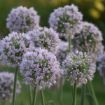 Picture of Allium 'Bobblehead' PPAF 