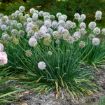 Picture of Allium 'Bobblehead' PPAF 