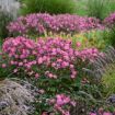 Picture of Anemone 'Curtain Call Deep Rose'