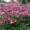 Picture of Anemone 'Curtain Call Deep Rose'
