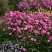 Picture of Anemone 'Curtain Call Deep Rose'