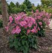Picture of Anemone 'Curtain Call Deep Rose'