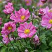 Picture of Anemone 'Curtain Call Deep Rose'