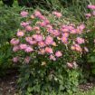 Picture of Anemone 'Curtain Call Pink'