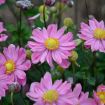 Picture of Anemone 'Curtain Call Pink'