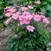 Picture of Anemone 'Curtain Call Pink'