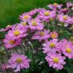 Picture of Anemone 'Curtain Call Pink'