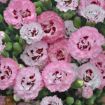 Picture of Dianthus 'Appleblossom Burst' PRETTY POPPERS® Series