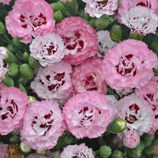 Picture of Dianthus 'Appleblossom Burst' PRETTY POPPERS® Series