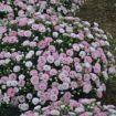 Picture of Dianthus 'Appleblossom Burst' PRETTY POPPERS® Series