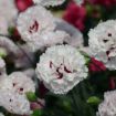 Picture of Dianthus 'Appleblossom Burst' PRETTY POPPERS® Series