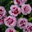 Picture of Dianthus 'Kiss and Tell'  PRETTY POPPERS® Series