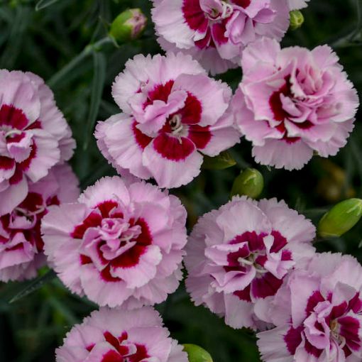 Picture of Dianthus 'Kiss and Tell'  PRETTY POPPERS® Series