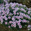 Picture of Dianthus 'Kiss and Tell'  PRETTY POPPERS® Series