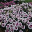 Picture of Dianthus 'Kiss and Tell'  PRETTY POPPERS® Series