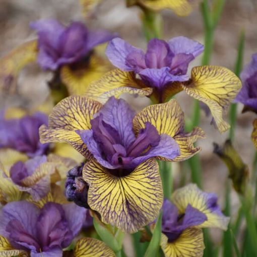 Picture of Iris sibirica 'Purring Tiger'