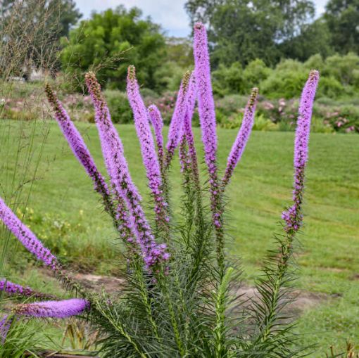 Picture of Liatris p. 'Lavender Glowsticks'  Prairie Blazing Star