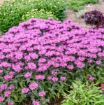 Picture of Monarda 'Lavender Taffeta'  UPSCALE® Series