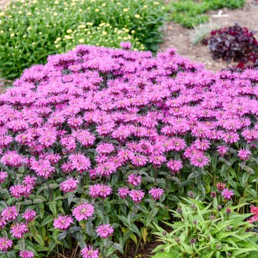 Picture of Monarda 'Lavender Taffeta'  UPSCALE® Series