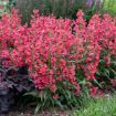 Picture of Penstemon b. 'Rose Rhinestones' BEJEWELED™ Series