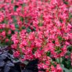 Picture of Penstemon b. 'Rose Rhinestones' BEJEWELED™ Series