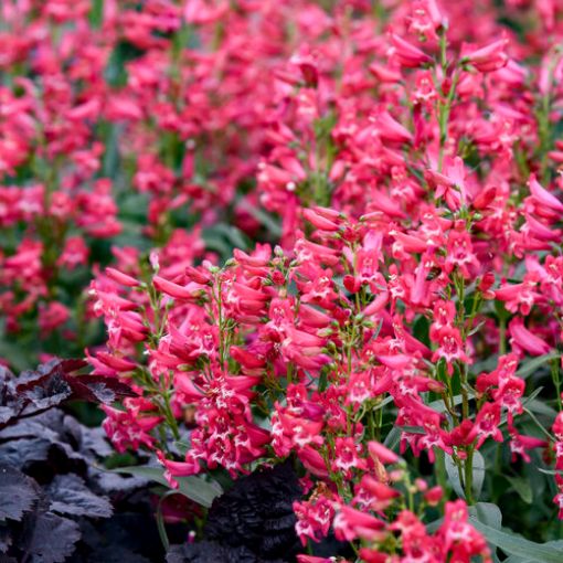Picture of Penstemon b. 'Rose Rhinestones' BEJEWELED™ Series